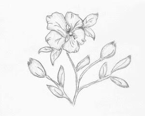 Flower Sketch 2