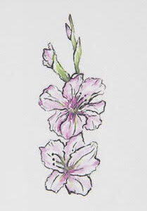 Gladiolus