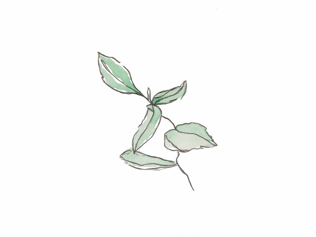 Green Vine