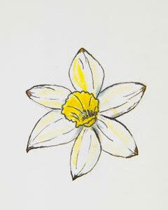 Narcissus Yellow Flower